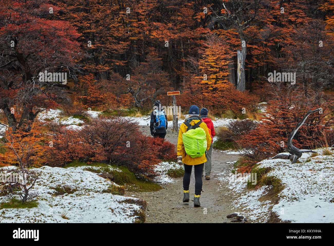 Wanderer, Schnee und lenga Wald auf dem Weg zur Laguna de los Tres, Parque Nacional Los Glaciares (World Heritage Area), Patagonien, Argentinien, Süd americ Stockfoto