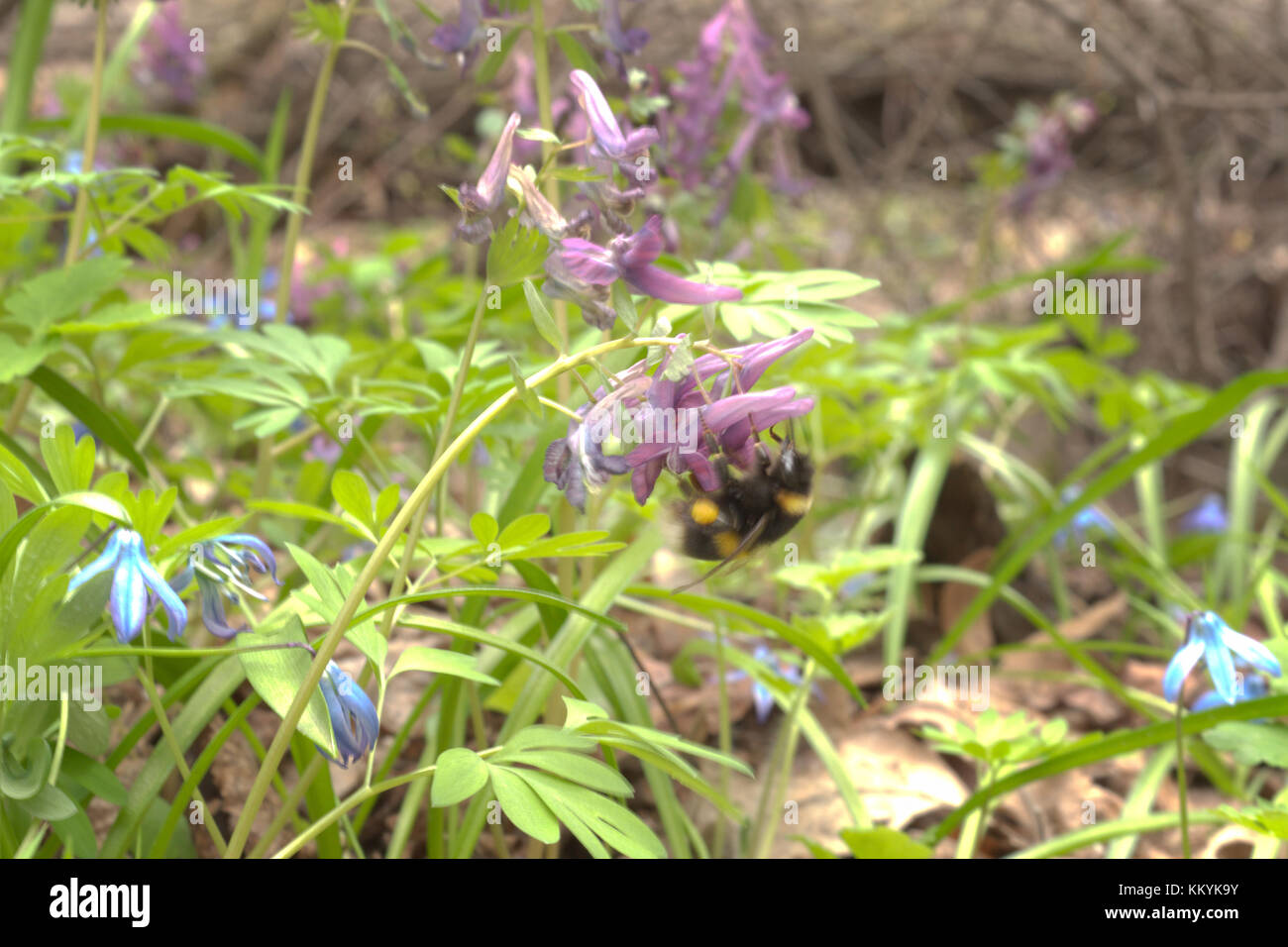 Bumblebee in der fumewort Blume Gefummel und zieht ihn nach unten auf den Boden Stockfoto