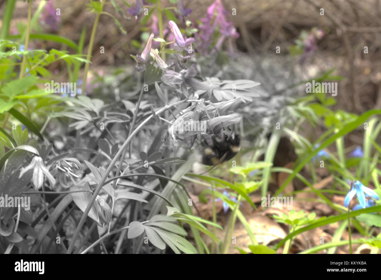 Bumblebee in der fumewort Blume Gefummel und zieht ihn nach unten zu Boden. Hervorgehoben Stockfoto