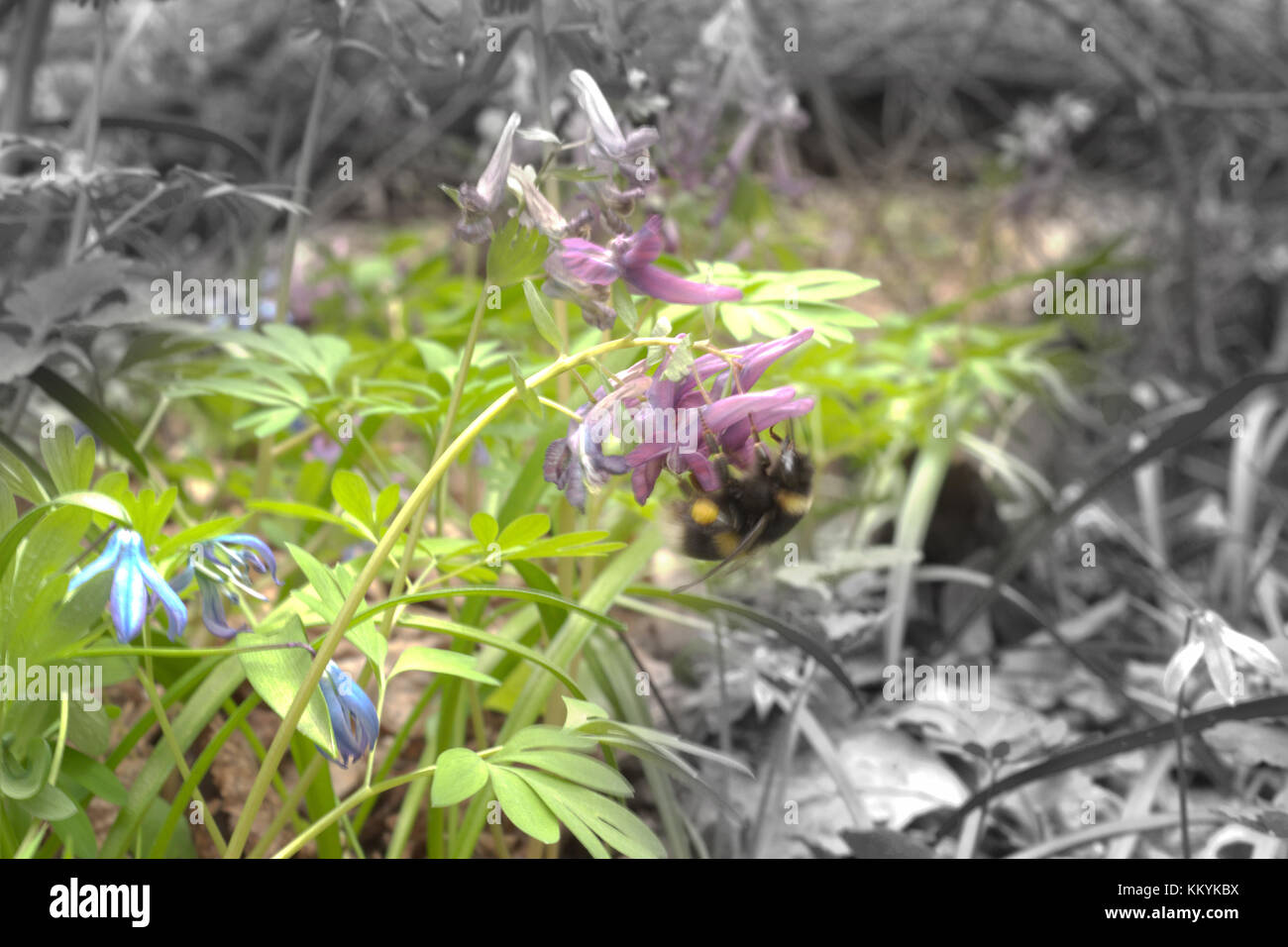 Bumblebee in der fumewort Blume Gefummel und zieht ihn nach unten auf den Boden. farblos Stockfoto