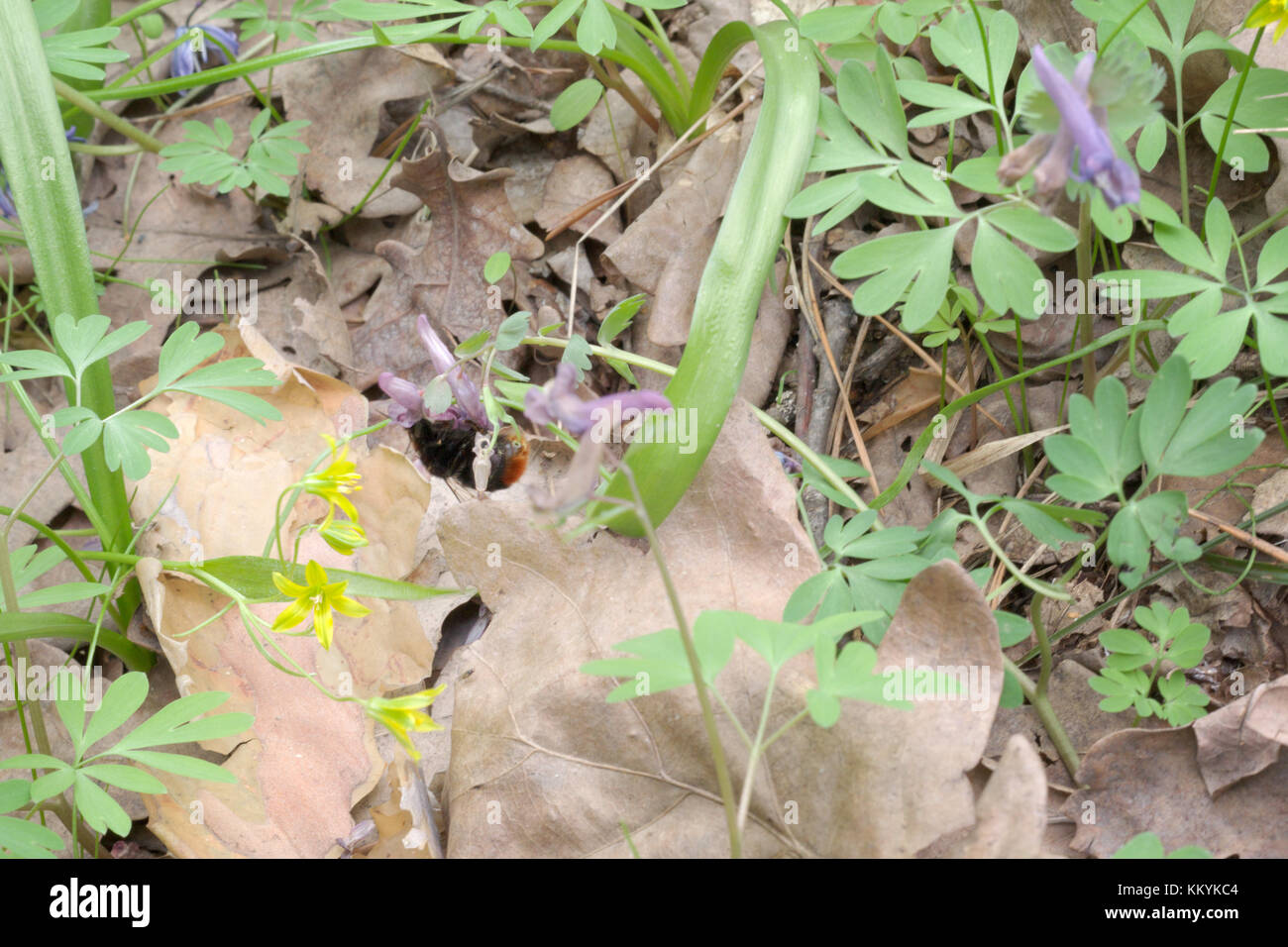 Hummel Nektar sammeln, Gefummel auf der Corydalis und mindestens gagea Blumen. Geniestet in den grünen Gras und verwelkte Blätter von Eichen Stockfoto