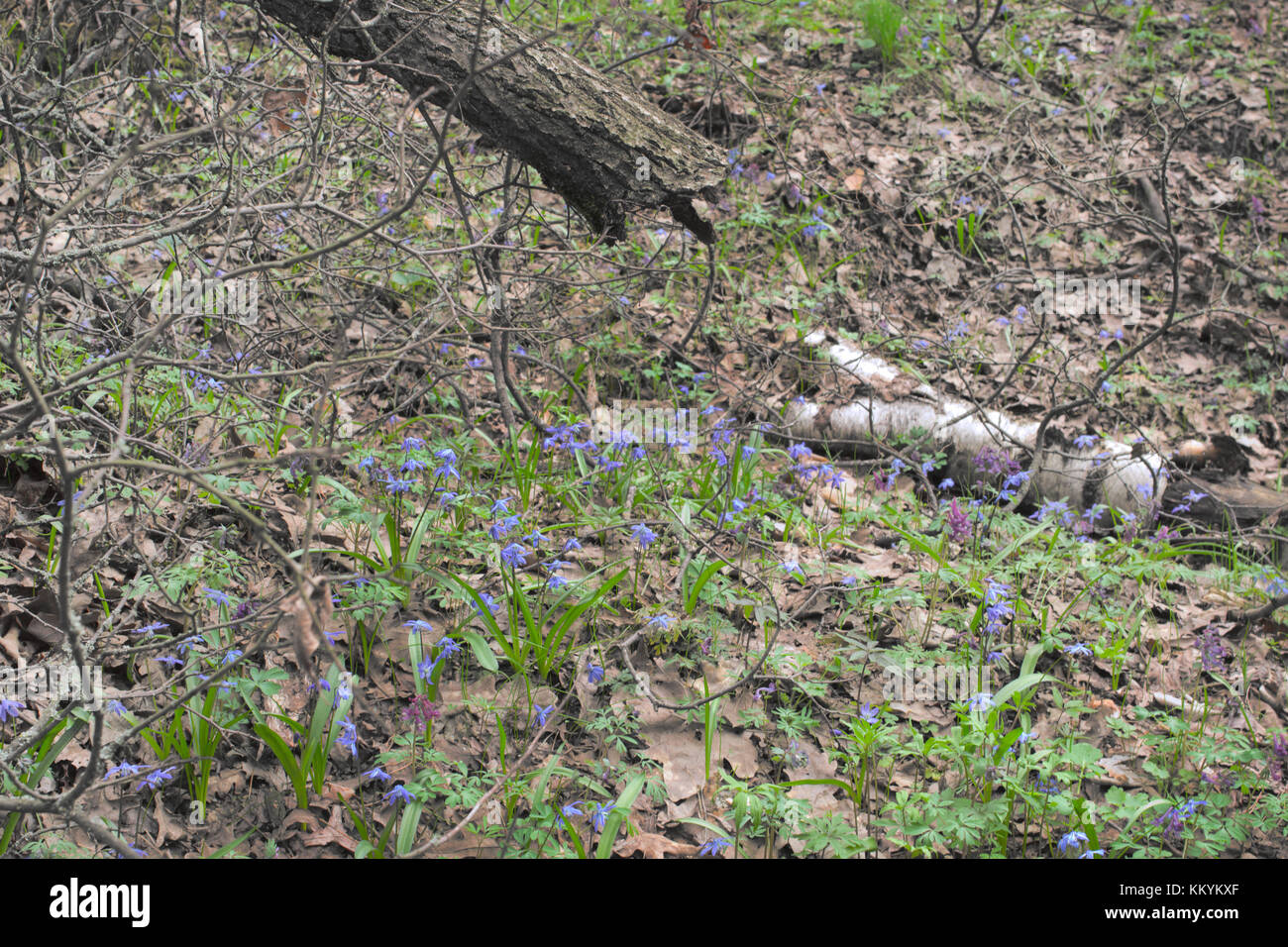 Zuerst die Feder Blumen (scillas und fumeworts) unter trockenen Protokolle von Birke und Eiche Stockfoto
