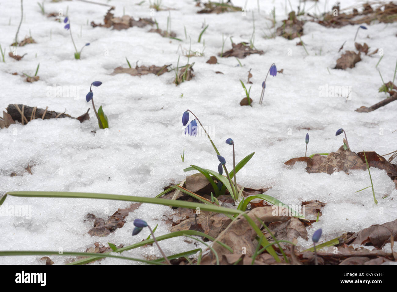 Scilla siberica unter Schnee Stockfoto