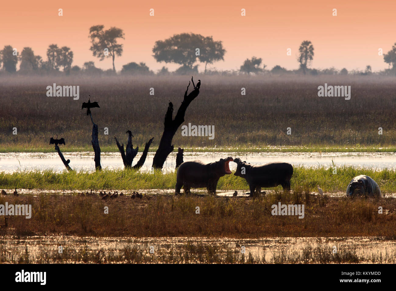 Tierwelt auf dem Chobe River in Chobe National Park in Botswana Stockfoto