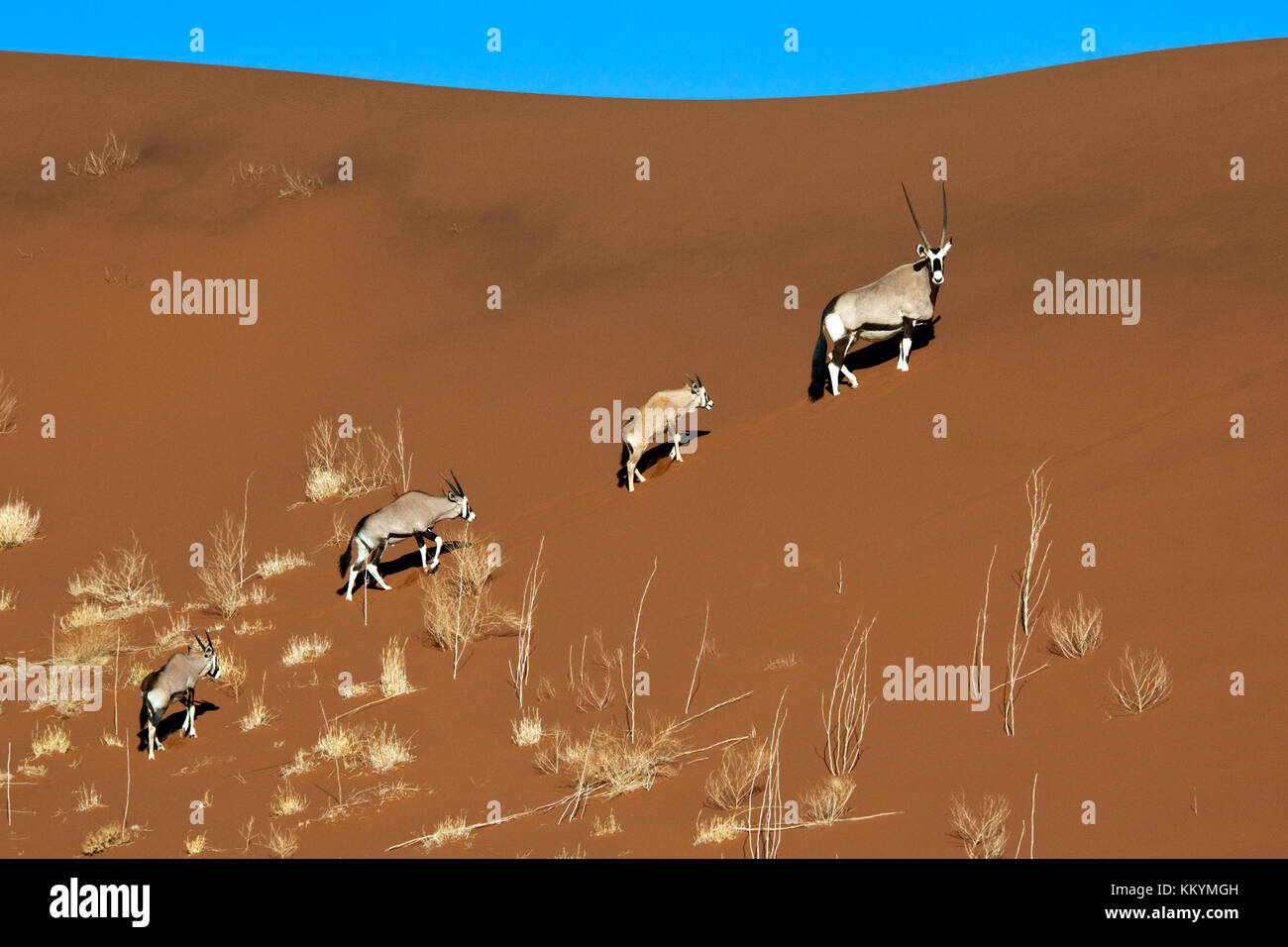 Eine Familie von Oryx (Oryx Antilopen) Klettern a a Sand Dünen bei Sossusvlei in der Namib Wüste in Namibia. Stockfoto