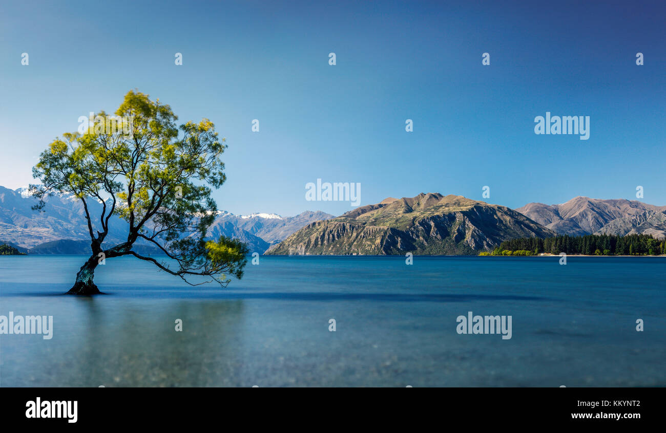 Die berühmten Baum von Wanaka See in der Region Otago, Neuseeland. Stockfoto
