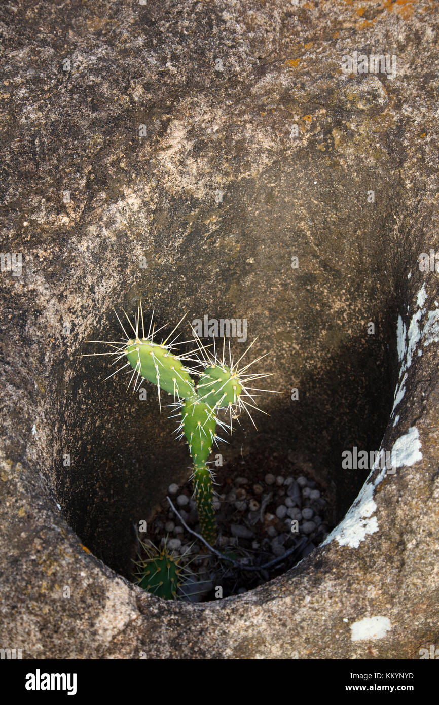 Einen kleinen Kaktus hat einen Platz innerhalb einer ausgewaschenen Loch in einem Felsen zu wachsen. Stockfoto