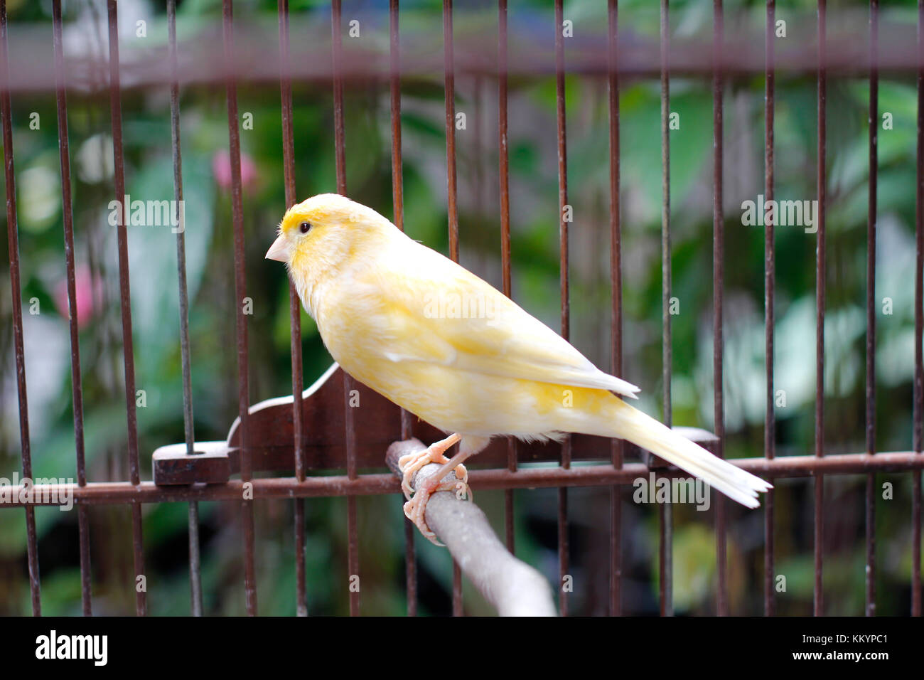 Fighter Vogel oder murai Vogel Stockfoto