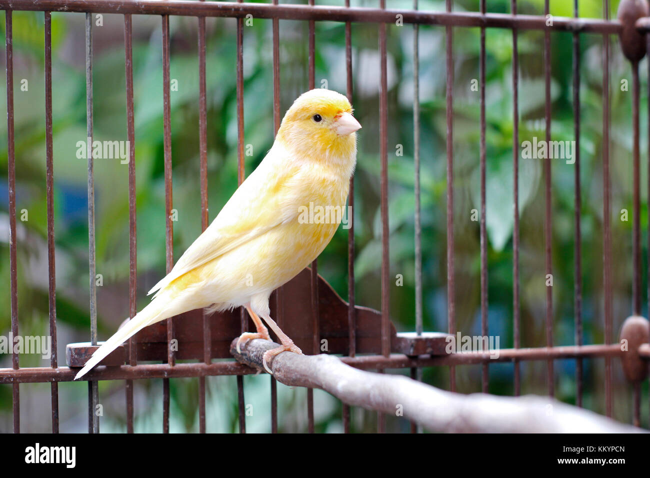 Fighter Vogel oder murai Vogel Stockfoto