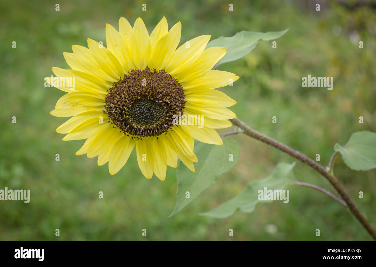 Sonnenblume isoliert auf grünem Hintergrund Stockfoto