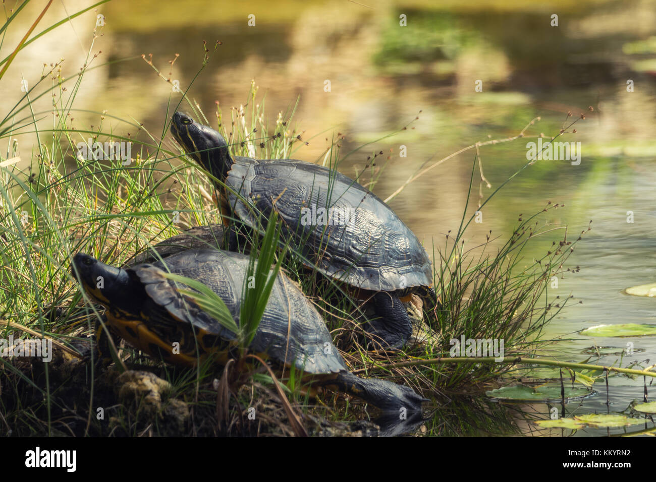 Zwei Schildkröten Stockfotos und bilder Kaufen Alamy