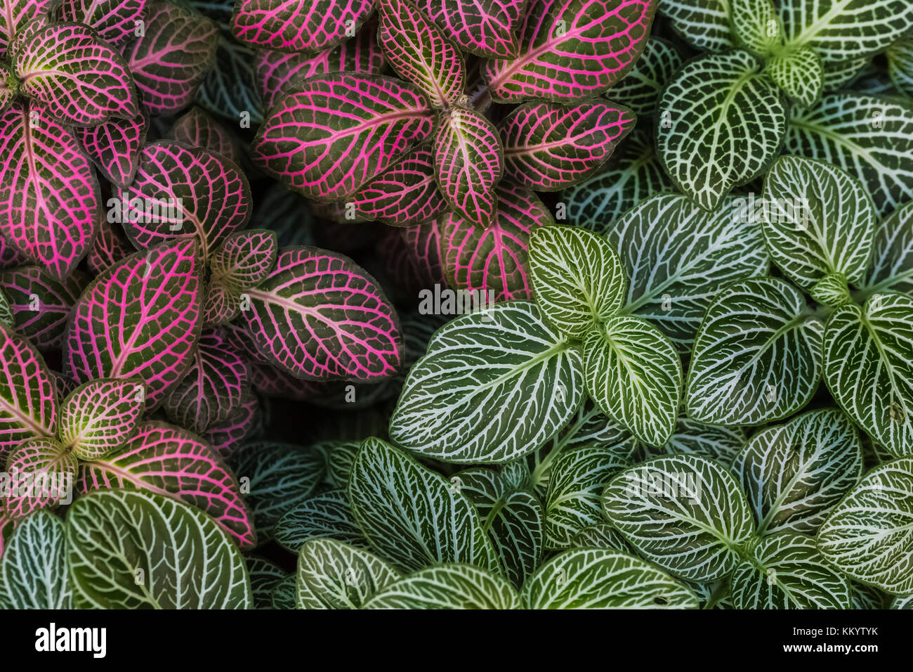 Nervenpflanze, Fittonia sp., aus Südamerika, wächst im Palmenhaus im Anna Scripps Whitcomb Conservatory im Belle Isle Park, Detroit, Michig Stockfoto