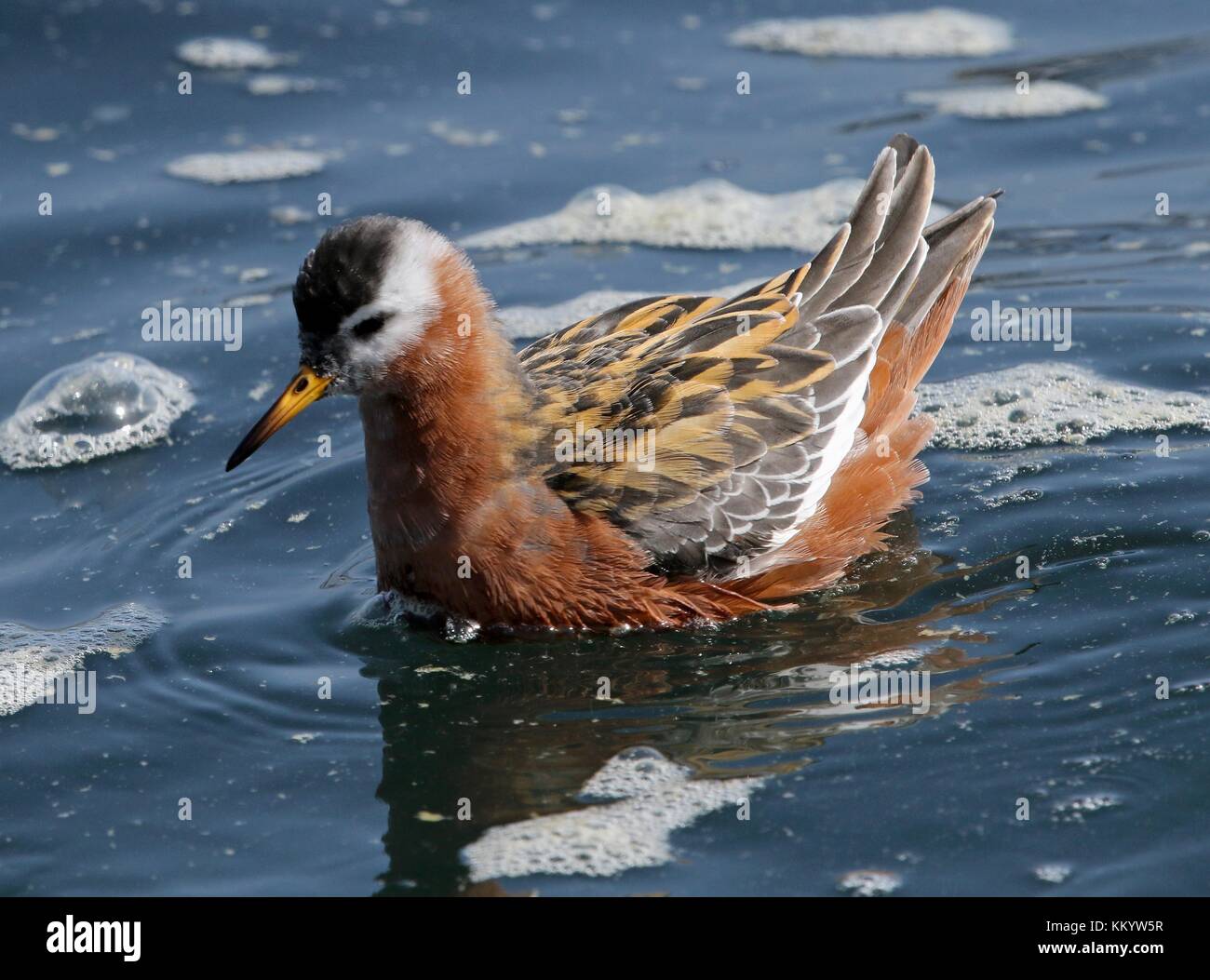 Ein odinshühnchen Vogel schwimmt im Wasser am California Coastal National Monument, 7. Mai 2017 in der Nähe von Point Arena, Kalifornien. (Foto von David News über planetpix) Stockfoto