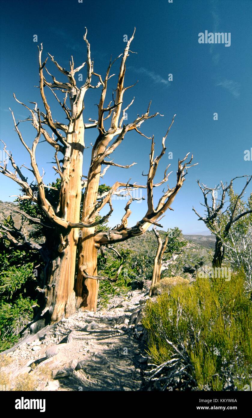 Bristlecone Kiefer im Inyo National Forest Park in der Nähe von Big Pine, Kalifornien, USA. Eines der am längsten lebenden Organismen auf der Erde Stockfoto