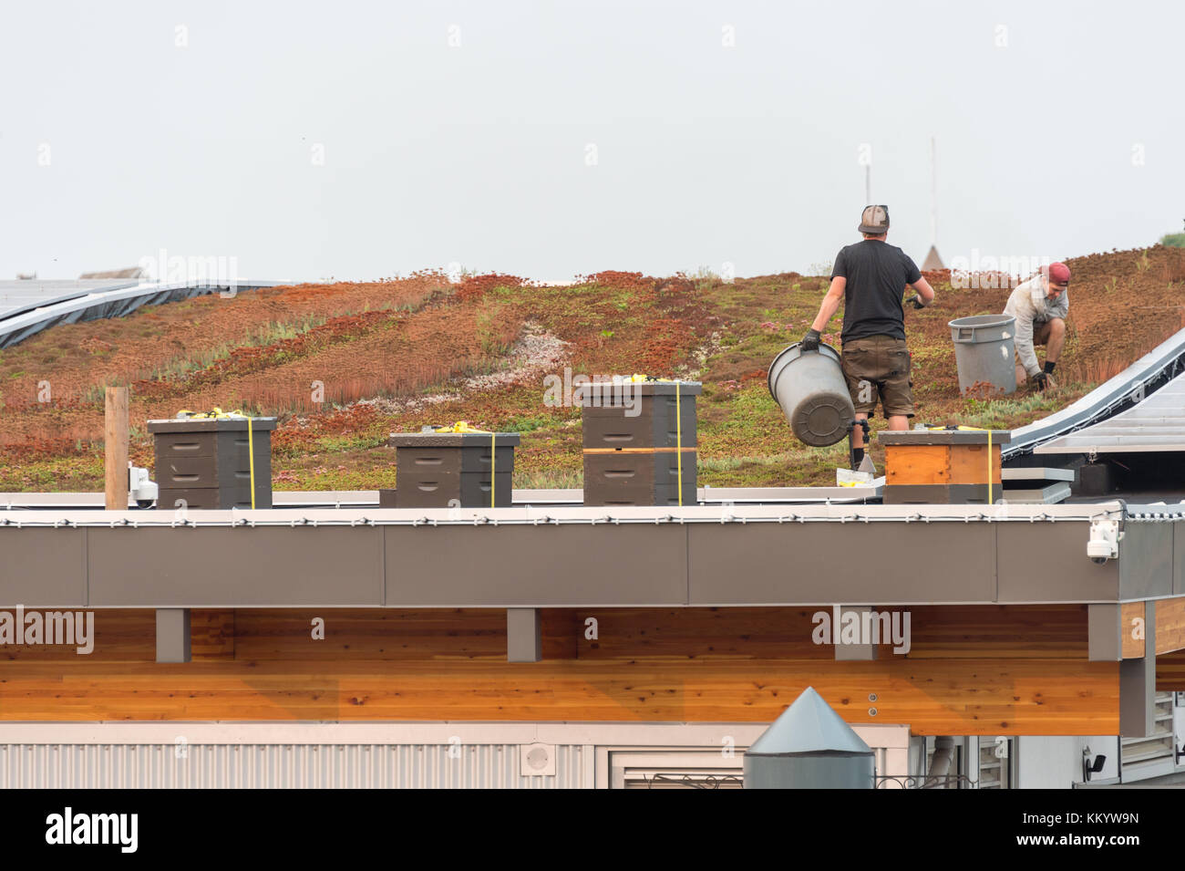 Victoria, BC, Kanada - 7. September 2017: Gärtner arbeiten auf dem grünen Dach des Victoria Harbour Flughafens. Stockfoto