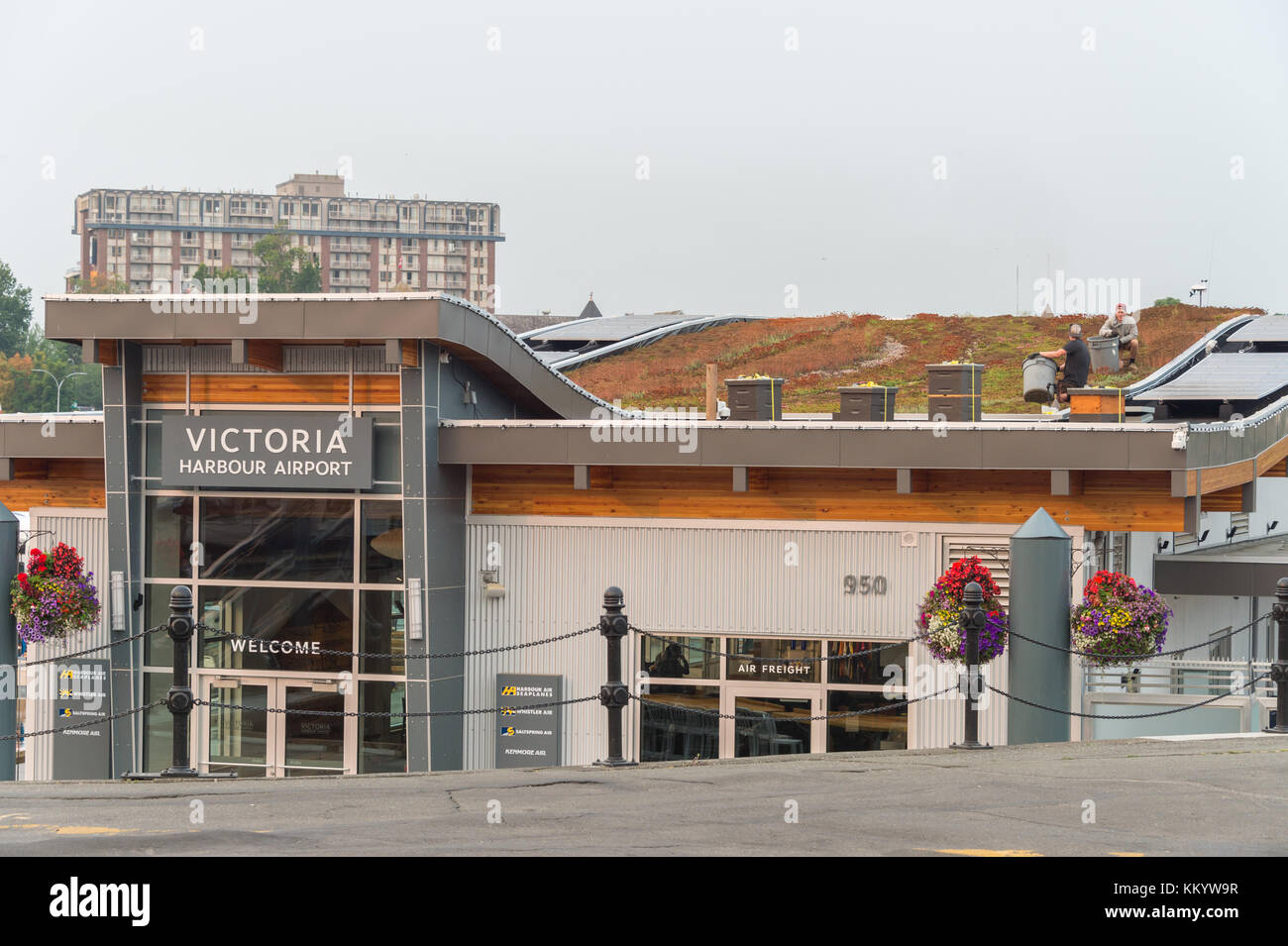 Victoria, BC, Kanada - 7. September 2017: Gärtner arbeiten auf dem grünen Dach des Victoria Harbour Flughafens. Stockfoto