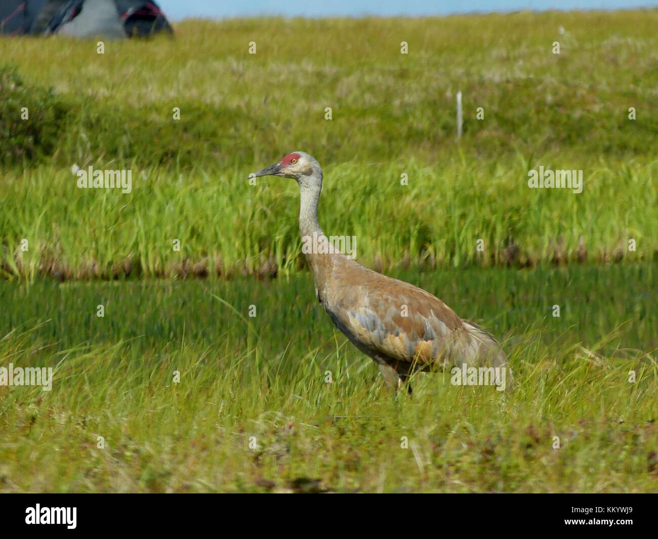 Ein Sandhill Crane im Gras am Yukon delta National Wildlife Refuge Juli 26, 2016 in alten chevak, Alaska. (Foto von Kristine über planetpix sowl) Stockfoto