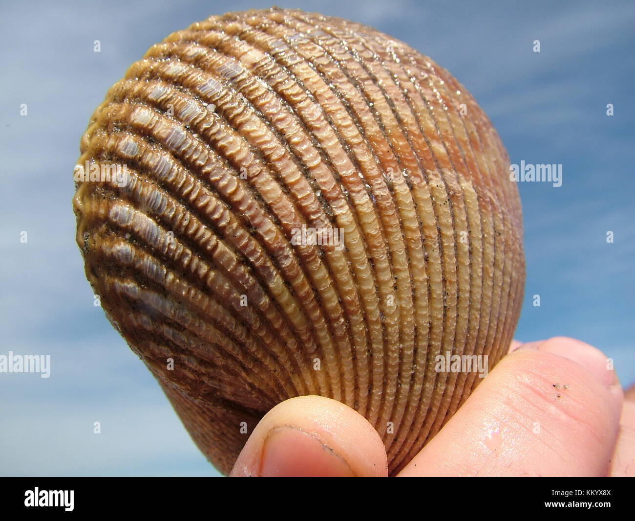 Die menschliche Hand mit einem nassen Seashell Stockfoto