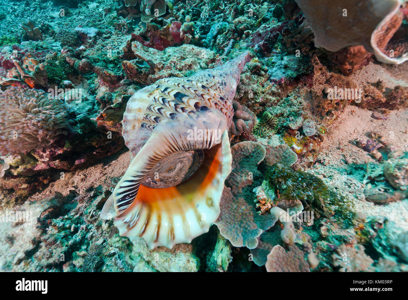 Triton's Trompete (Charonia tritonis), Nusa Lembongan, Bali, Indonesien Stockfoto