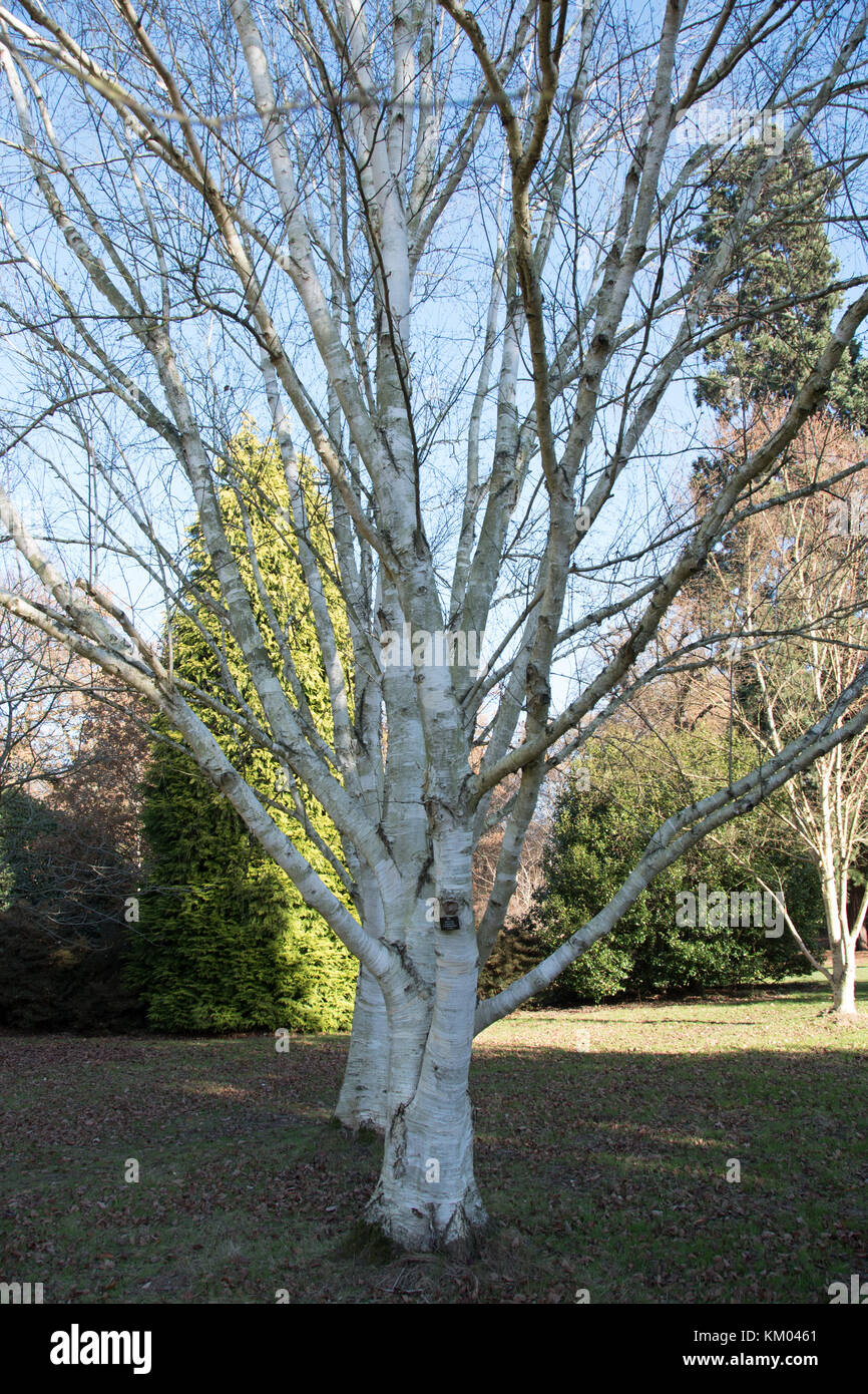 Betula utilis var. jacquemontii in Langley Park Arboretum. Stockfoto