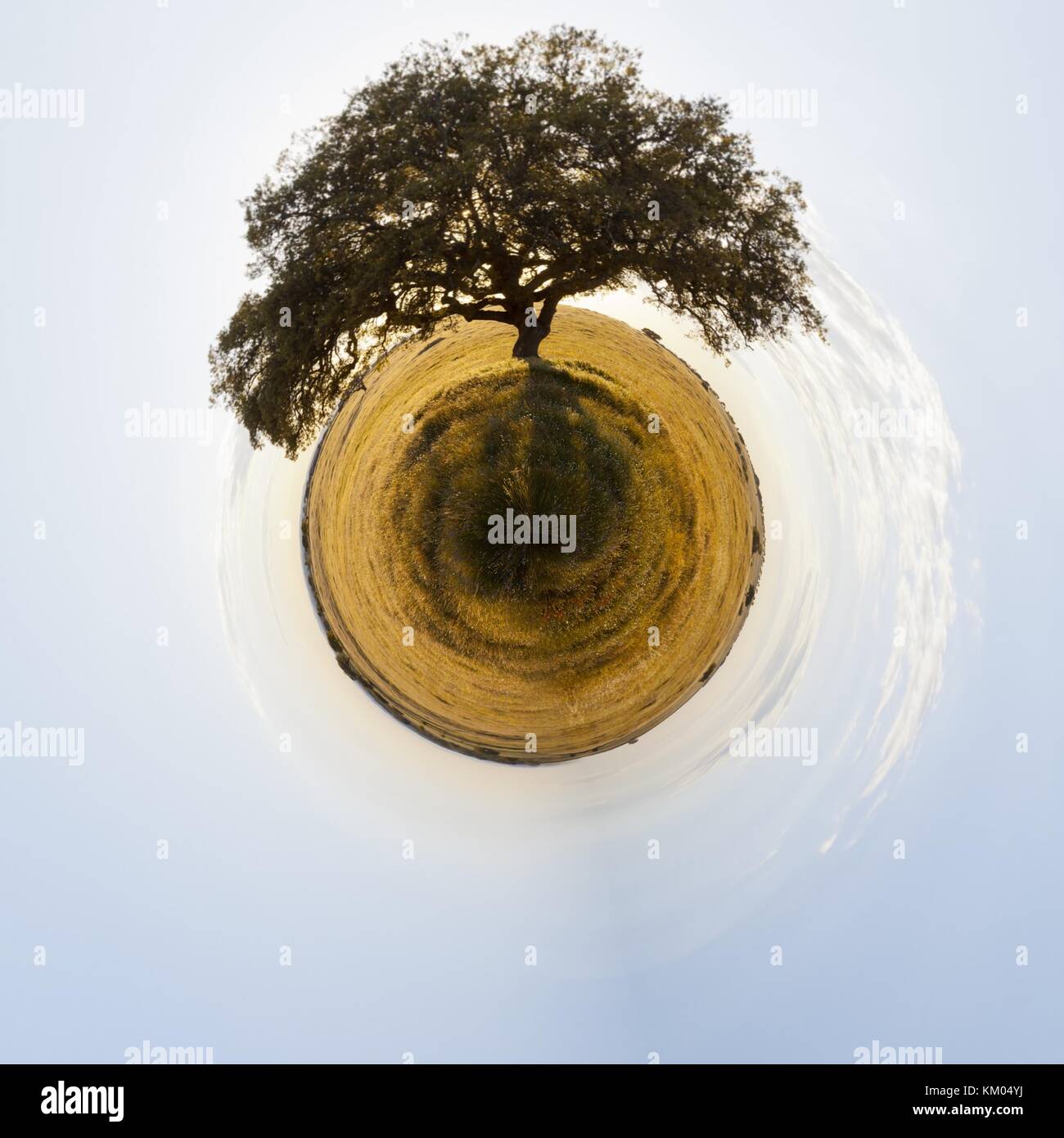 Ein riesiger Baum allein stehend auf einem weiten Feld aus einem kleinen Welt Perspektive Stockfoto