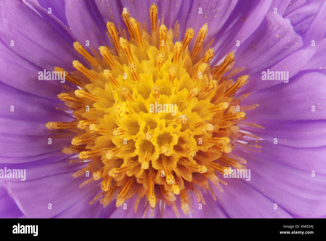 Makro einer hübschen violette Blume Stockfoto