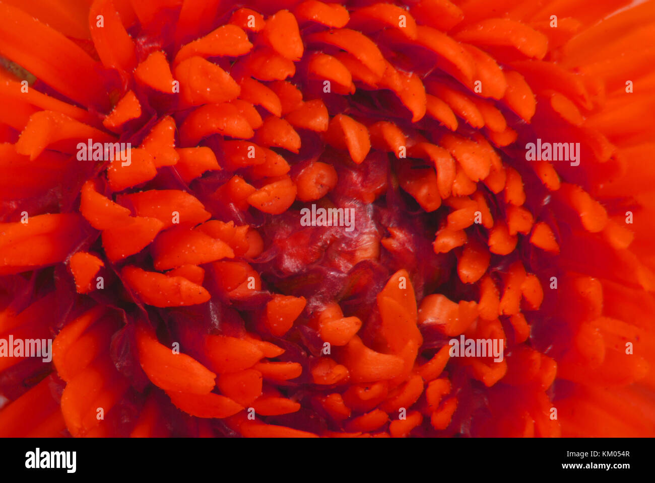 Makro einer hübschen roten Blume Stockfoto