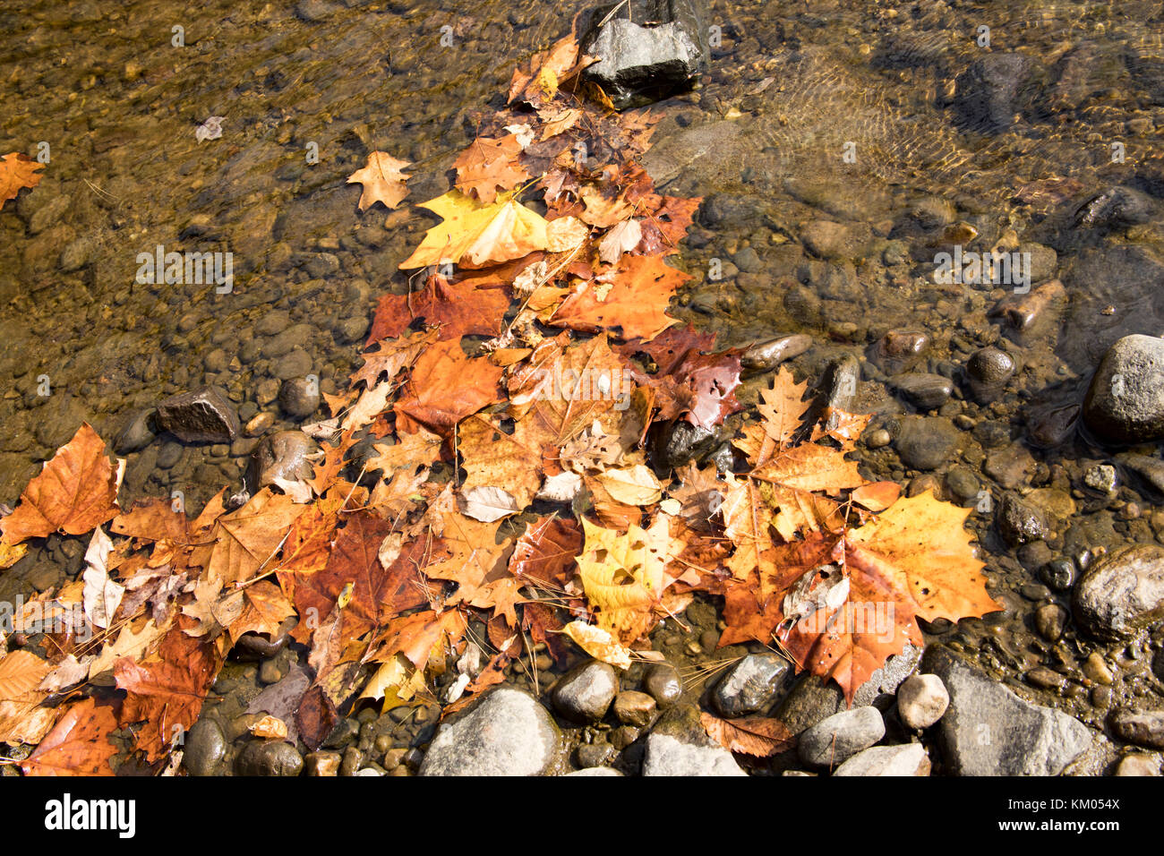 Gefallenen Blätter im Herbst entlang auf der felsigen Ufern an einem sonnigen Tag. Stockfoto