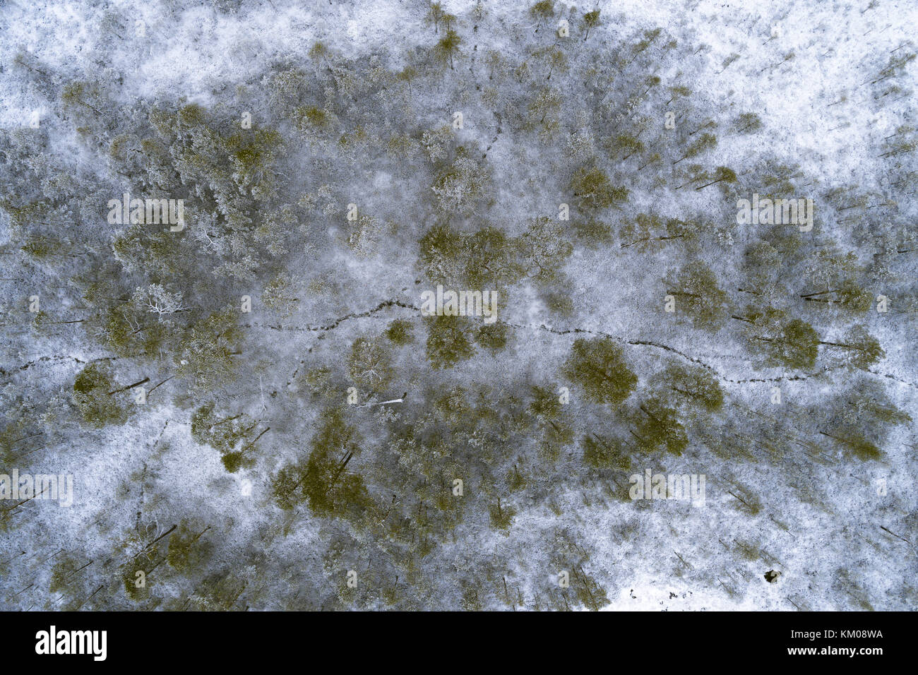 Luftbild des borealen Wald im Winter mit frischem Schnee, die Bäume und Boden mit Tierspuren im Schnee in Kurjenrahka Nationalpark, Finnland Stockfoto