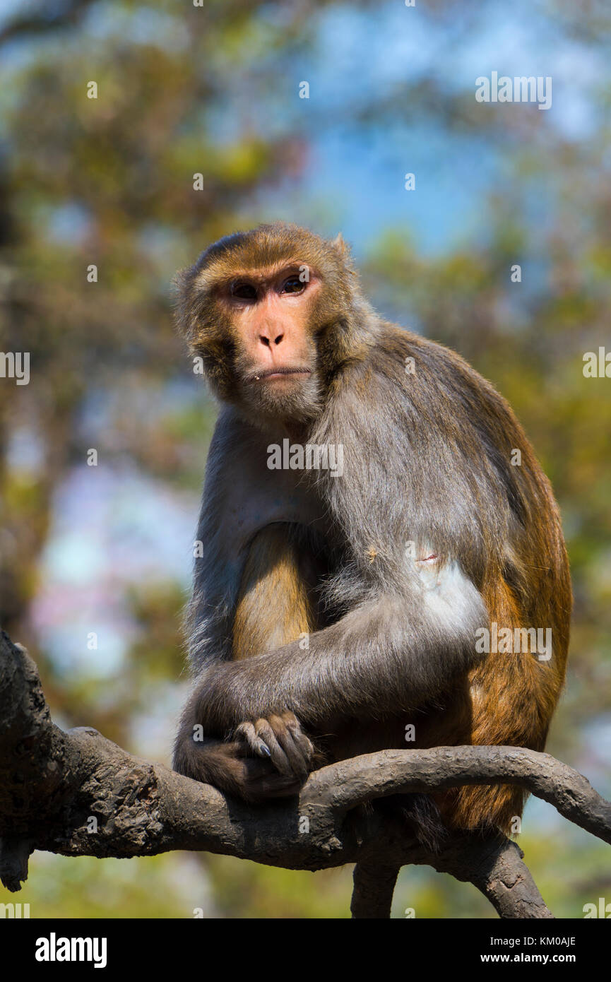 Macaque sitzen auf einem Baum, swayambunath oder Monkey Tempel, Kathmandu, Nepal, Asien Stockfoto