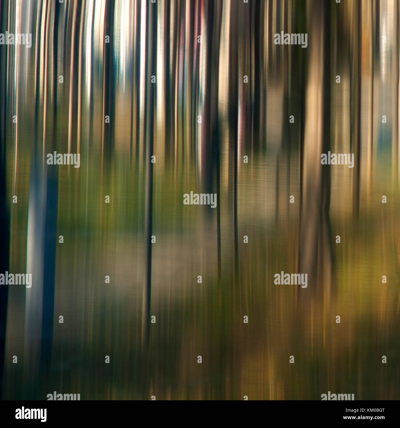 Blurry glatte Baumstämme im Wald mit seltsamen Sonne, traumhafte Landschaft abstrakte Detail Stockfoto