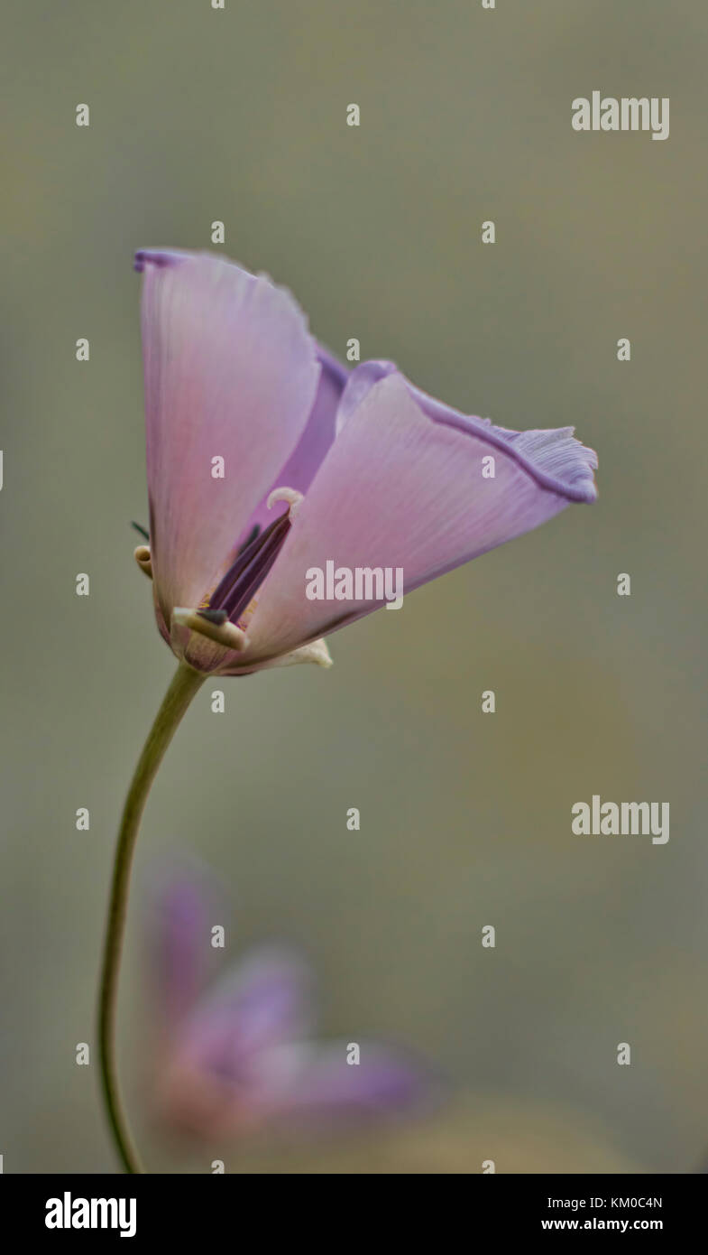 Ein Makro Abbild eines einzigen alpine Poppy Stockfoto