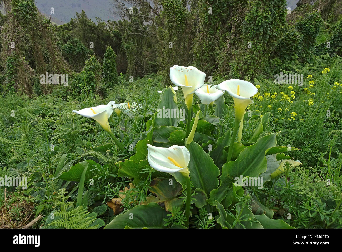 Calla lily, arum Lily (Zantedeschia aethiopica), anagagebirge im Nordosten der Insel Teneriffa, Kanaren, Spanien Stockfoto