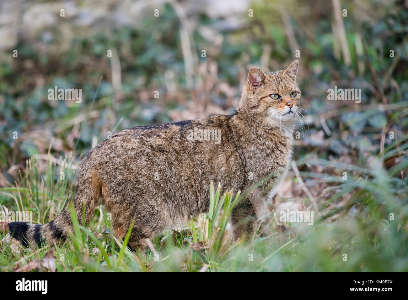 Europaeische Wildkatze, Felis Silvestris, Europäische Wildkatze Stockfoto