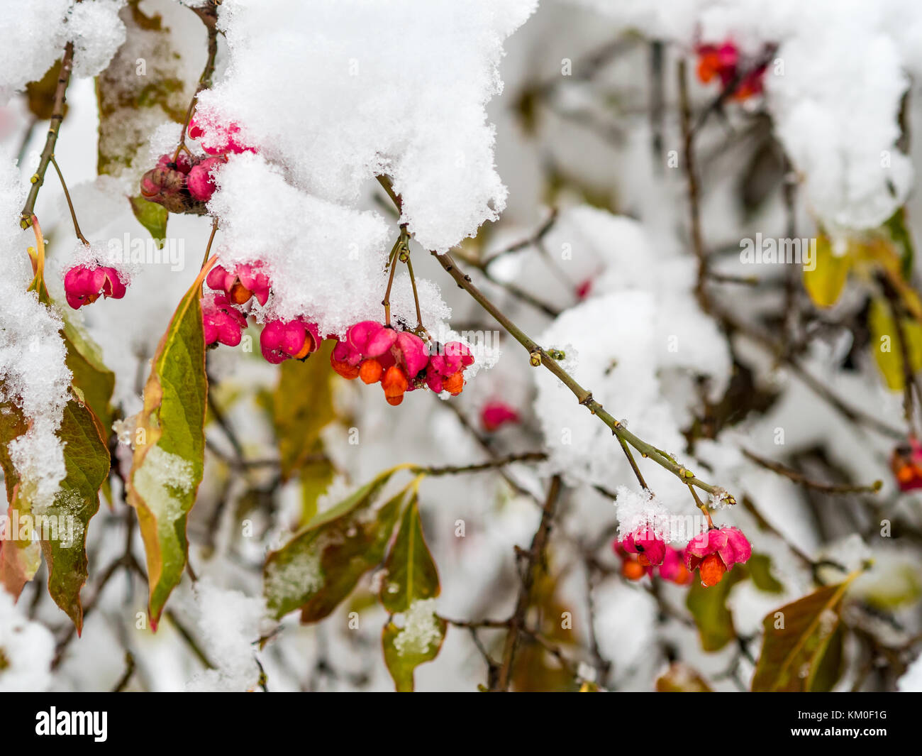 Der erste Schnee im frühen Winter in Mitteleuropa Stockfoto