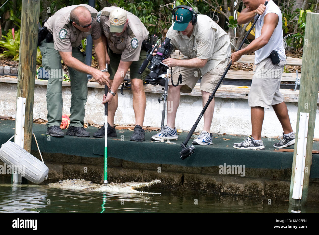 Amerikanische Krokodil, crocodylus Acutus, durch Florida Fisch und Tierwelt Offiziere in einem Wohngebiet Florida keys Kanal für Umzug erfasst werden. Stockfoto