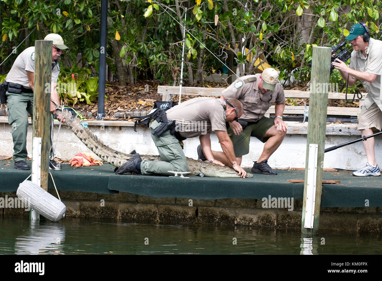 Amerikanische Krokodil, crocodylus Acutus, durch Florida Fisch und Tierwelt Offiziere in einem Wohngebiet Florida keys Kanal für Umzug erfasst werden. Stockfoto