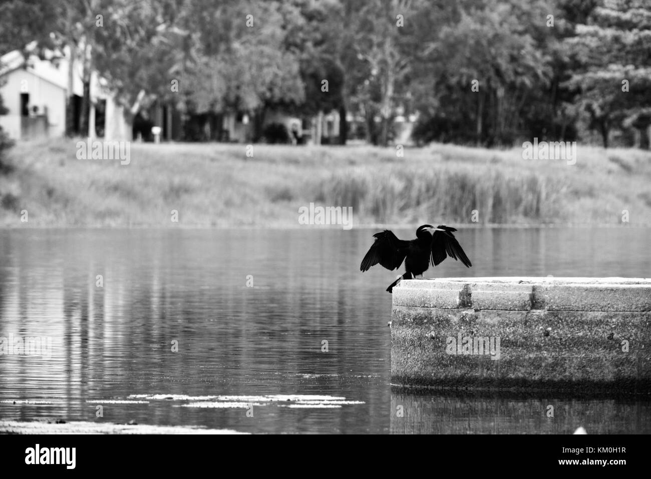 Australasian schlangenhalsvogel (anhinga novaehollandiae) seine Federn Trocknung nach einem frühen Morgen fischen Sitzung, Townsville, Queensland, Australien Stockfoto