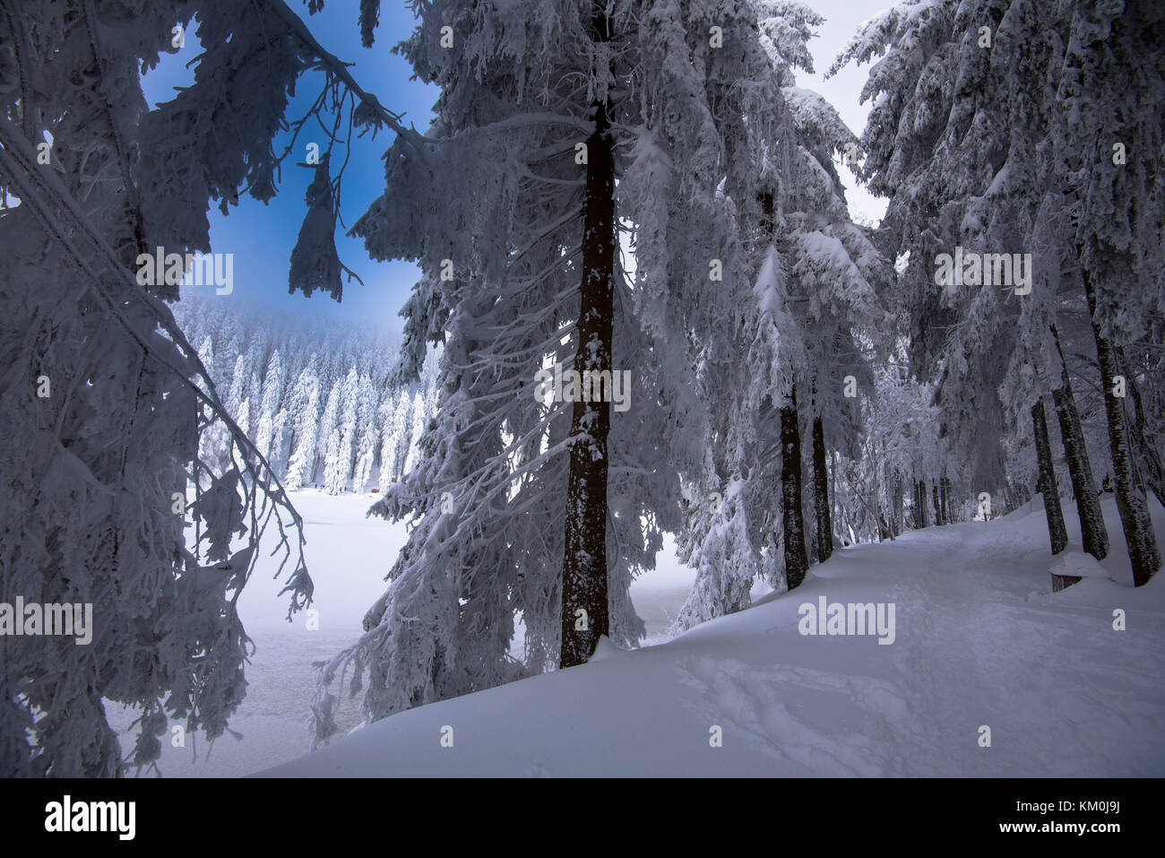Winter im Schwarzwald in Deutschland Stockfoto