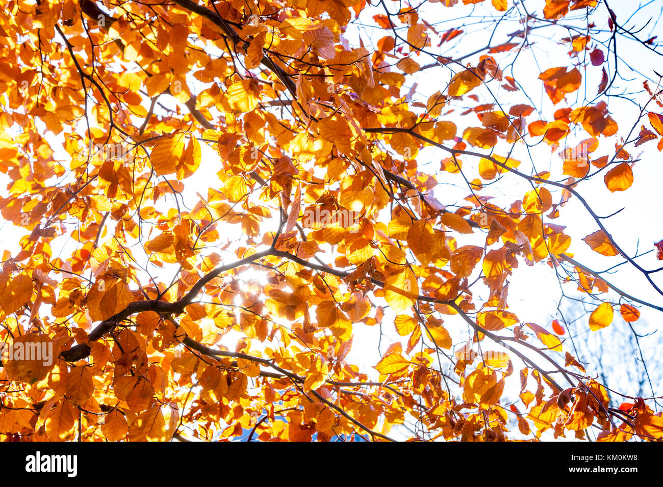 Abington Park, Northampton, Stockfoto