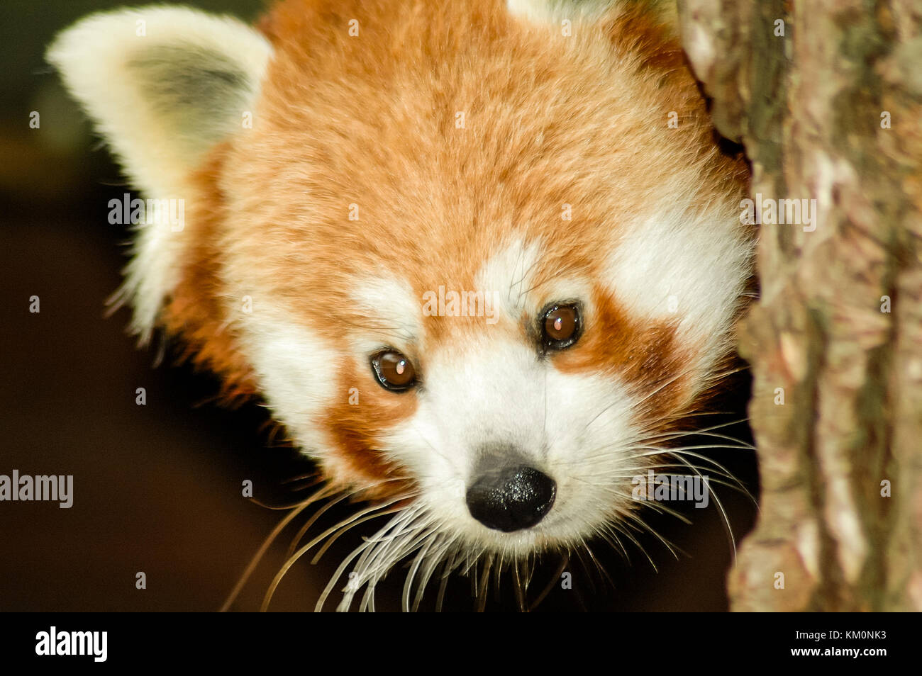 Ein kleiner Panda (ailurus fulgens) oder weniger panda Altersgenossen aus hinter einem Baum. Stockfoto