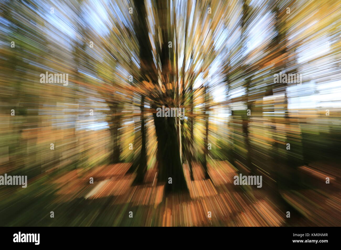 Wald Bäume an der Geschwindigkeit im Herbst Stockfoto