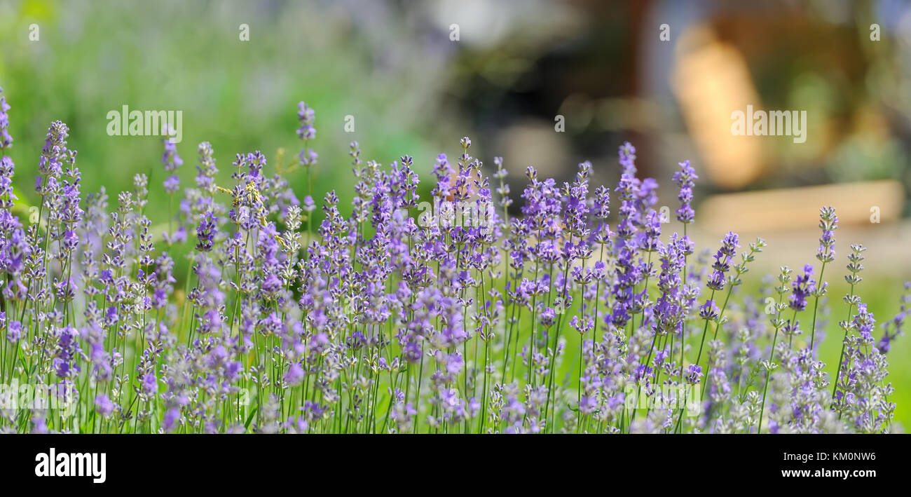 Purpur Violett Farbe sonnig unscharf Lavendel Blume Nahaufnahme Hintergrund Stockfoto