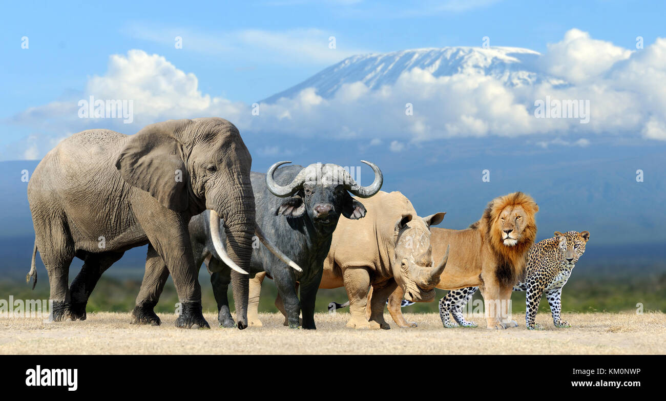 Big Five - Löwe, Elefant, Leopard, Büffel und Nashorn Stockfoto