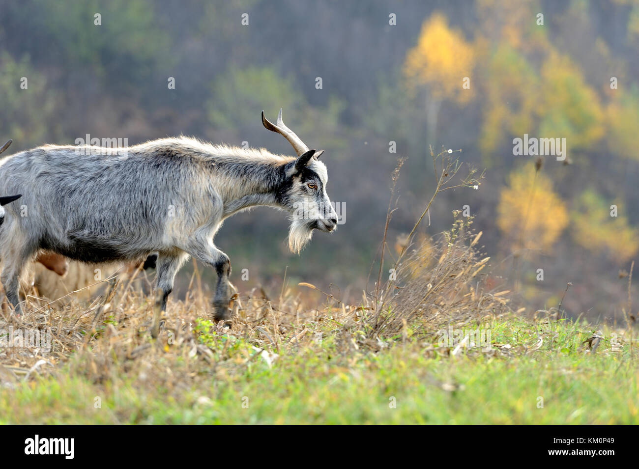 Ziege Ziege Herde in der Wiese. Stockfoto