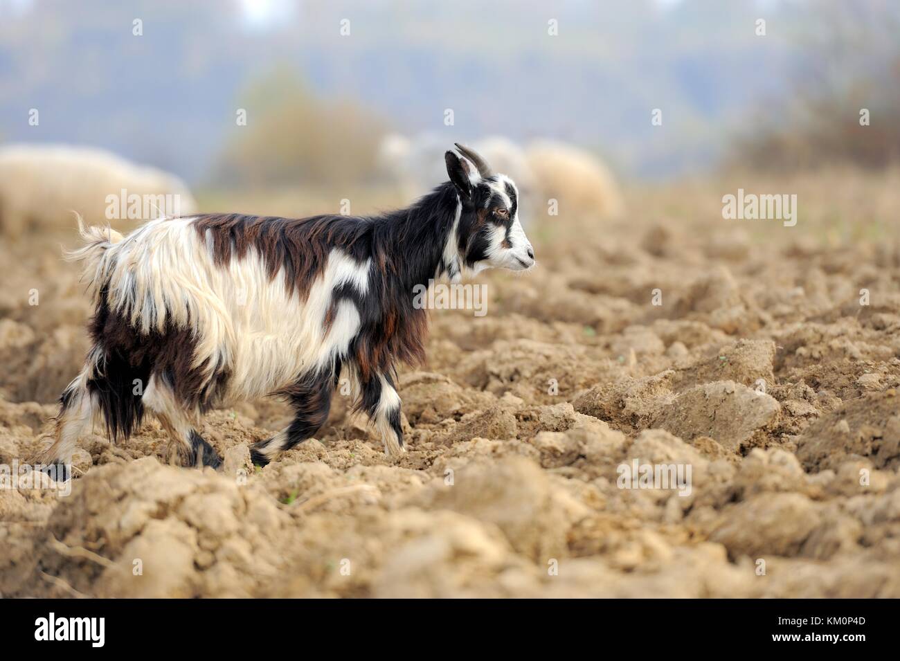 Ziege Ziege Herde in der Wiese. Stockfoto