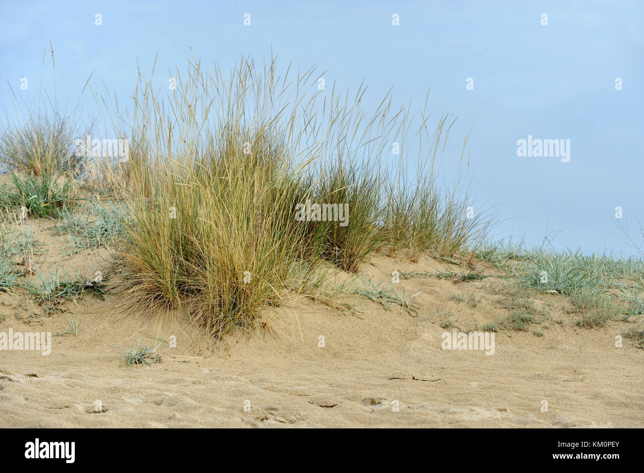 Sanddünen in der Nähe von einem Strand mit Blauer Himmel Stockfoto