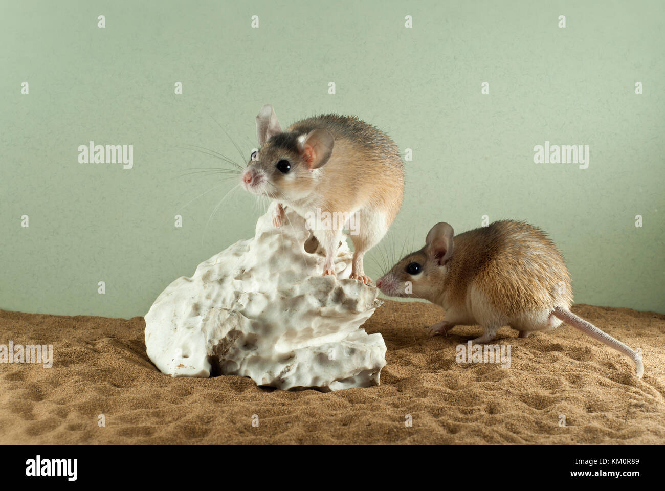 Zwei stacheligen Mäuse in einem geräumigen Terrarium mit einem sandigen Boden und ein malerisches Stück Gips Stockfoto