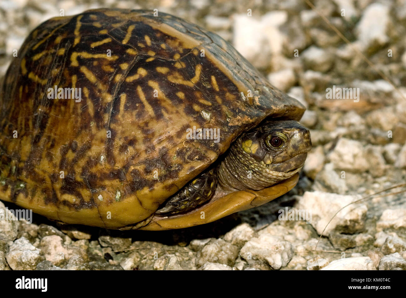 Florida-Kasten-Schildkröte, Terrapene Carolina bauri Stockfoto