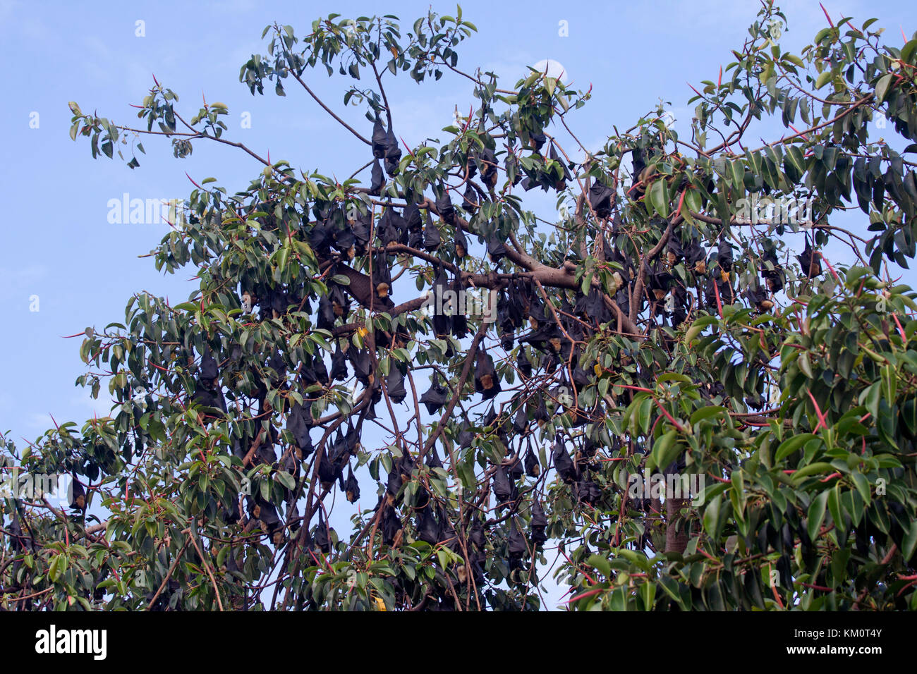 Spectacled Flying Fox Kolonie in Cairns, Queensland Australien Stockfoto